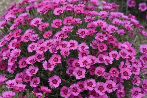 Dianthus 'Paint the Town Fancy' New 2025